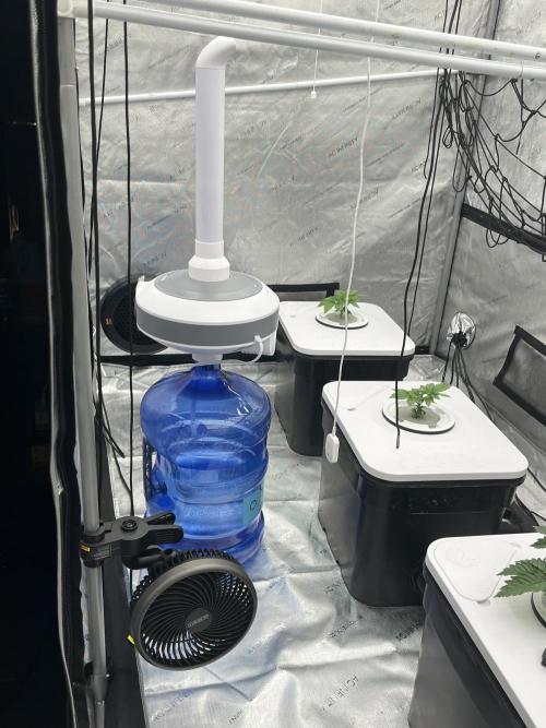 Reverse Genetics TC#11. Week 3