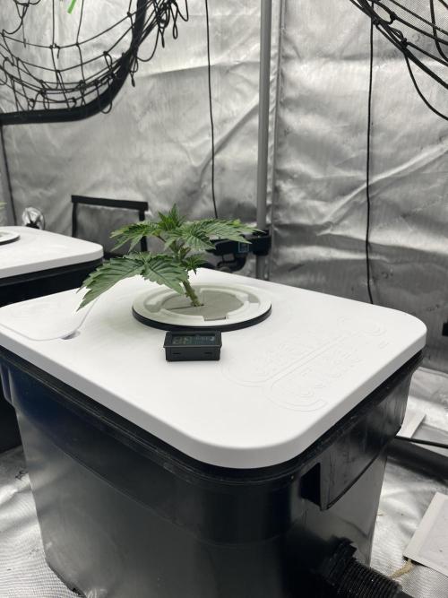 Reverse Genetics TC#11. Week 3