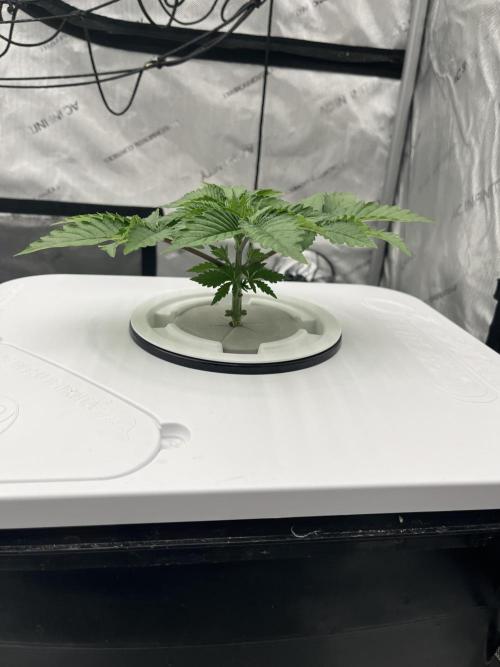 Reverse Genetics TC#11. Week 3