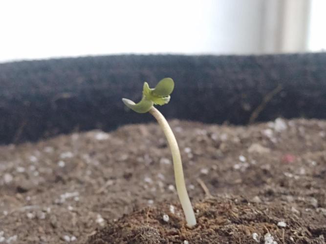 Royal Cookies 🍪 🤤. Week 0