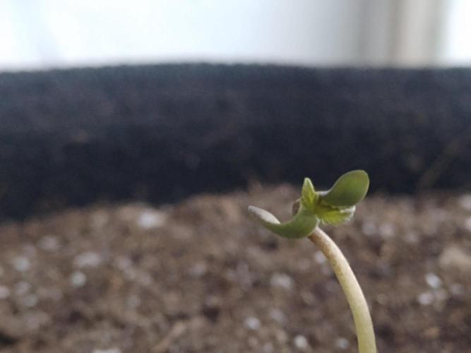 Royal Cookies 🍪 🤤. Week 0