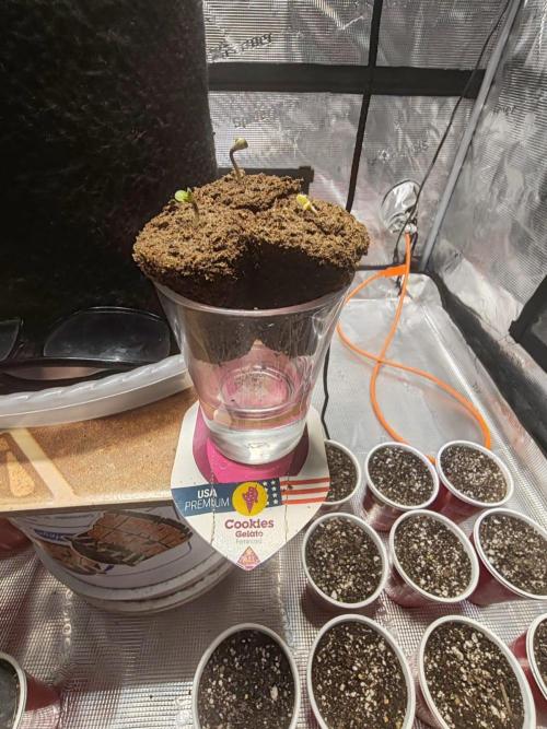 Cookies Gelato Feminized 🍪 🍦. Week 0