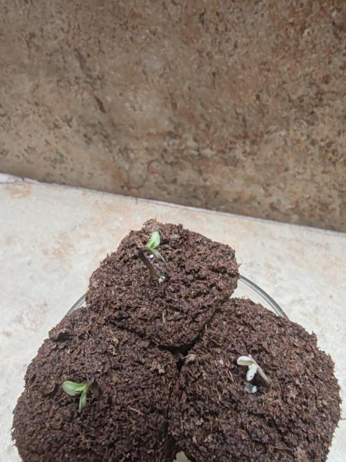 Cookies Gelato Feminized 🍪 🍦. Week 0