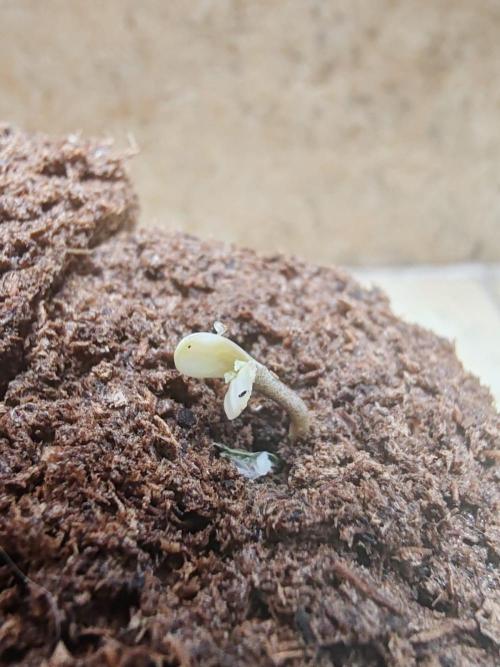 Cookies Gelato Feminized 🍪 🍦. Week 0 - An albino maybe?!?!