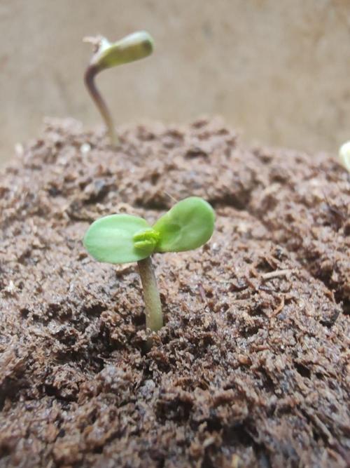 Cookies Gelato Feminized 🍪 🍦. Week 0