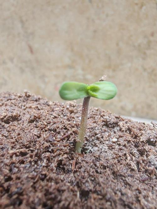 Cookies Gelato Feminized 🍪 🍦. Week 0