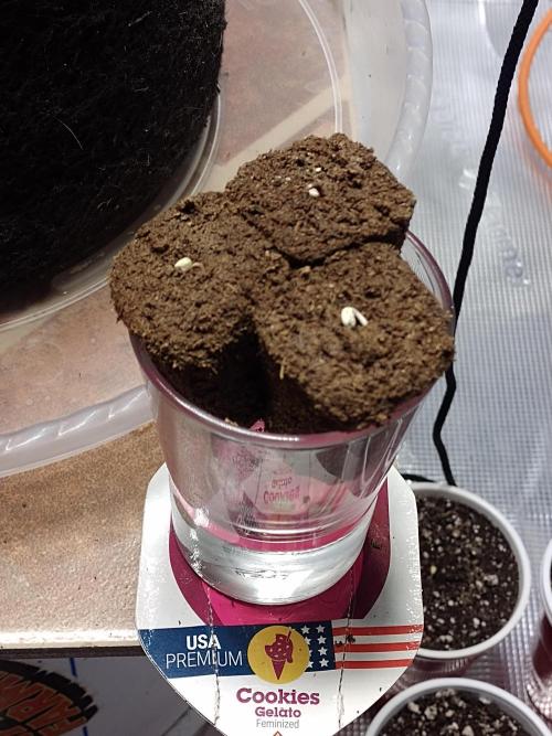 Cookies Gelato Feminized 🍪 🍦. Week 0 - Hello