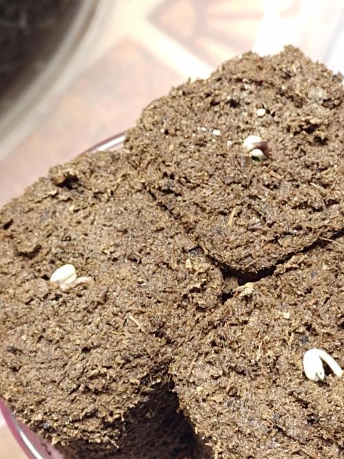 Cookies Gelato Feminized 🍪 🍦. Week 0 - Made way out the cube