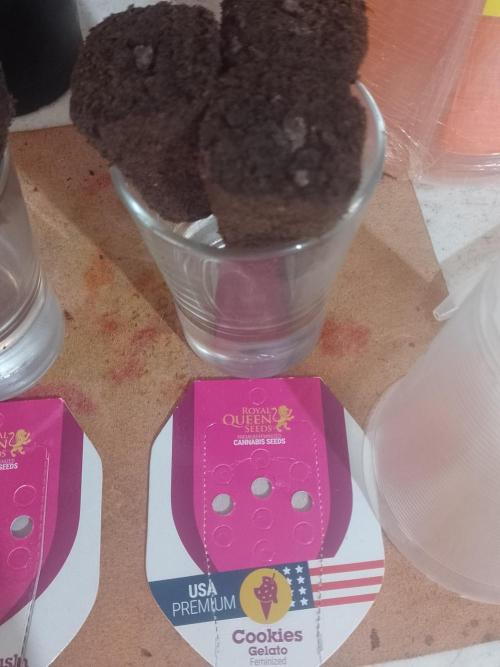 Cookies Gelato Feminized 🍪 🍦. Week 0 - Popped in root riot cubes, sprinkled a lil micorizae.