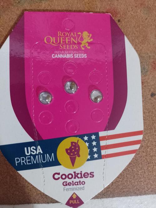 Cookies Gelato Feminized 🍪 🍦. Week 0 - A gift from a friend