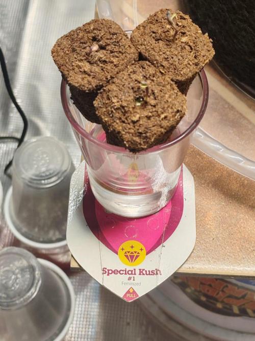 Special Kush #1. Week 0