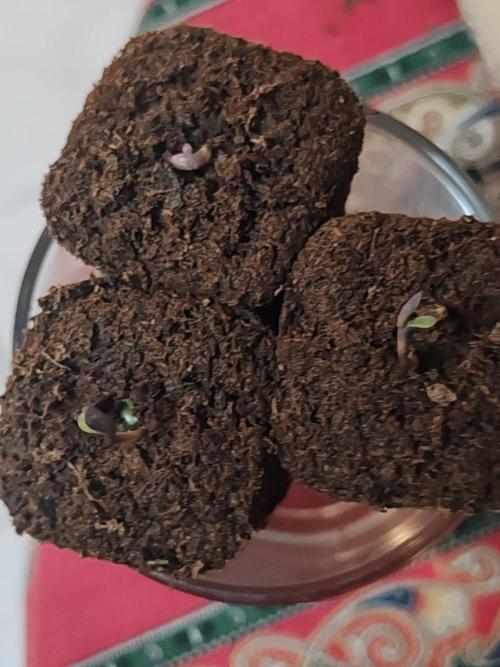 Special Kush #1. Week 0