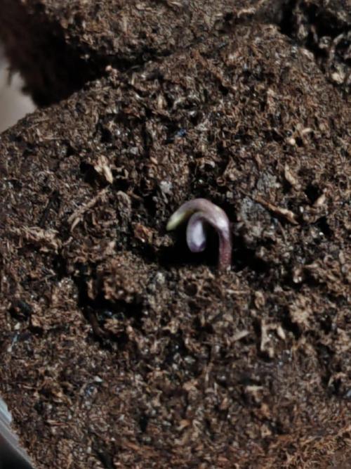 Special Kush #1. Week 0