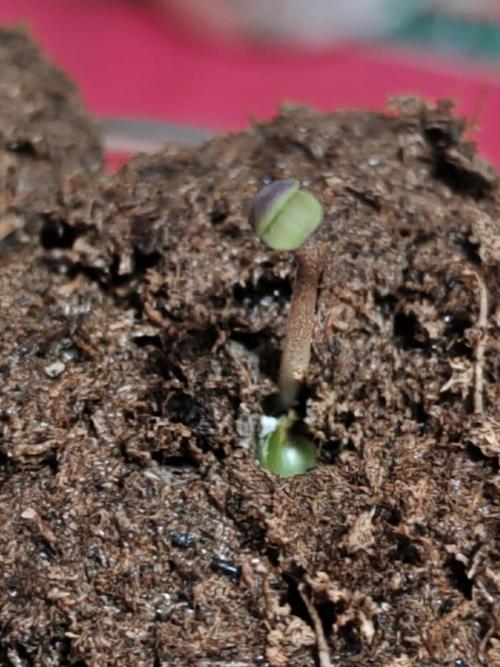 Special Kush #1. Week 0