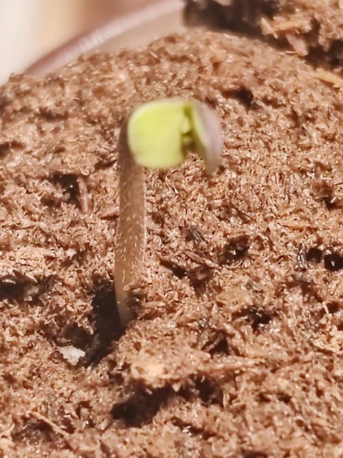 Special Kush #1. Week 0 - Hello