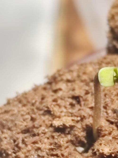 Special Kush #1. Week 0