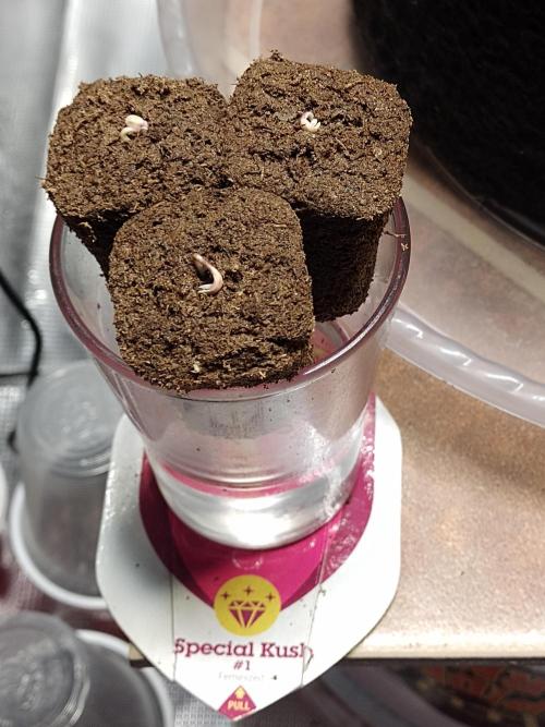 Special Kush #1. Week 0