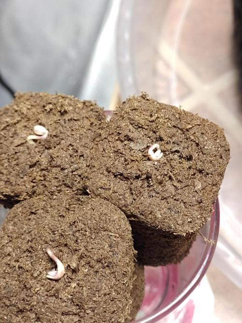 Special Kush #1. Week 0