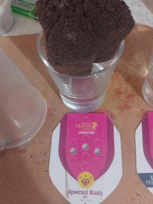 Special Kush #1. Week 0 - Lil micorizae.