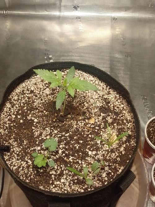 Royal Cookies 🍪 🤤. Week 3