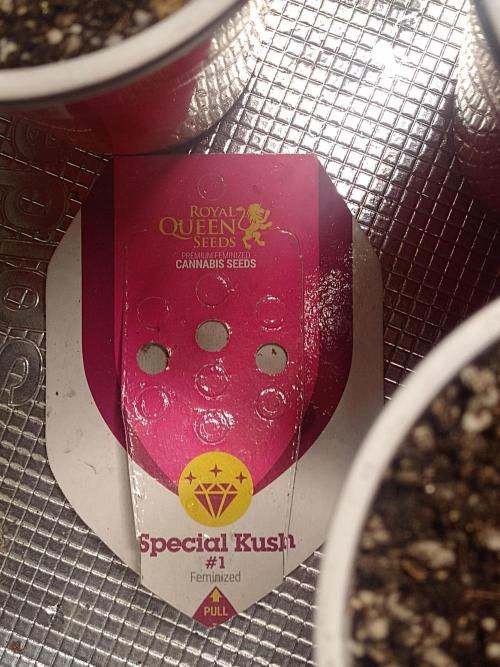 Special Kush #1. Week 2