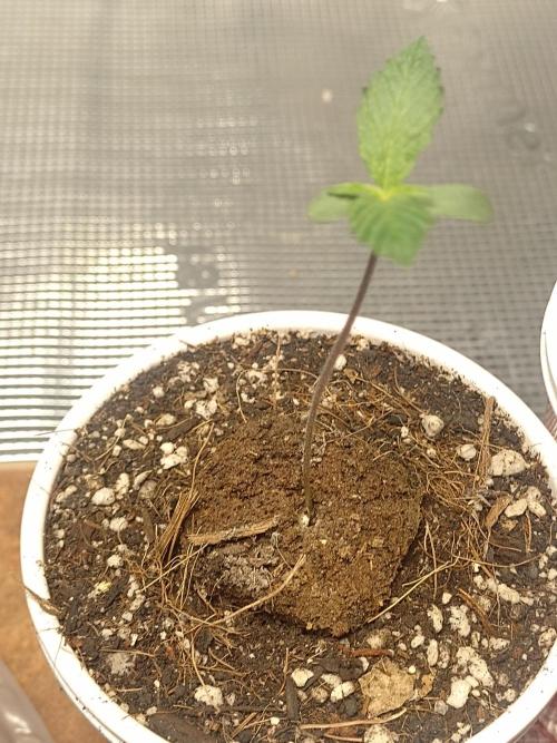 Special Kush #1. Week 2