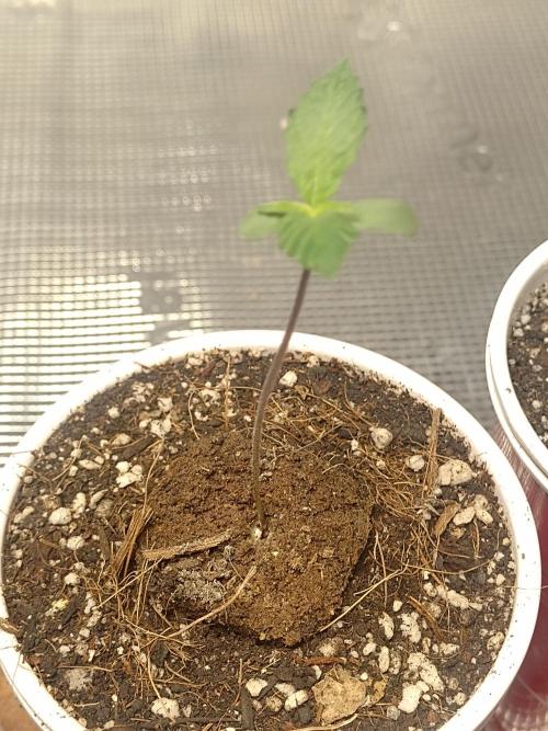 Special Kush #1. Week 2