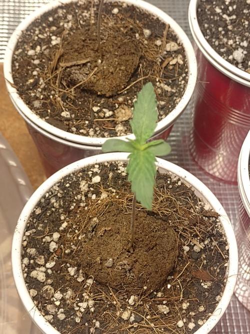 Special Kush #1. Week 2