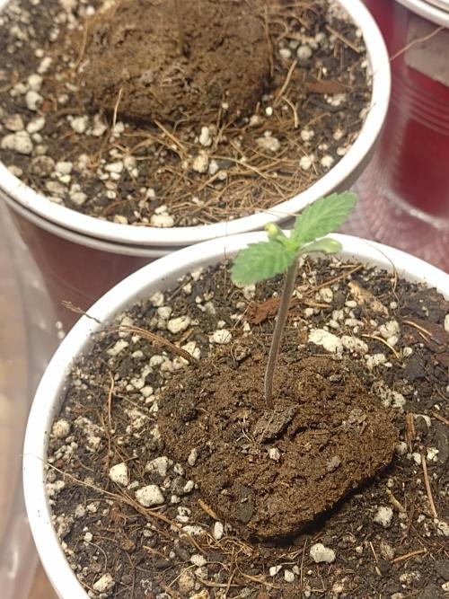 Special Kush #1. Week 2