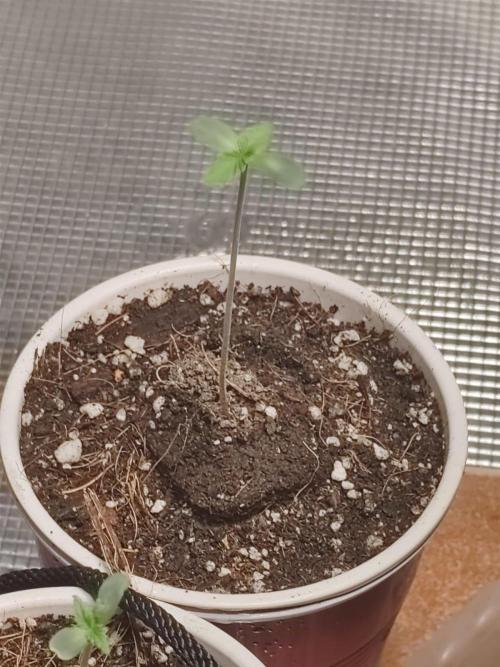 Special Kush #1. Week 1