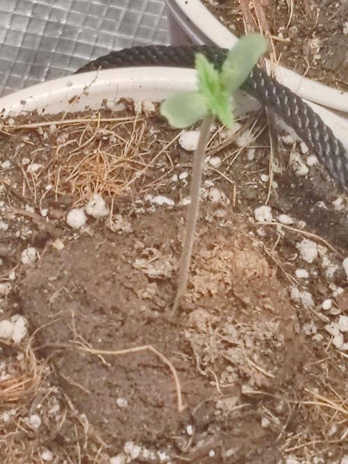 Special Kush #1. Week 1