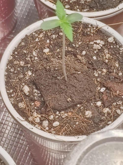 Special Kush #1. Week 1