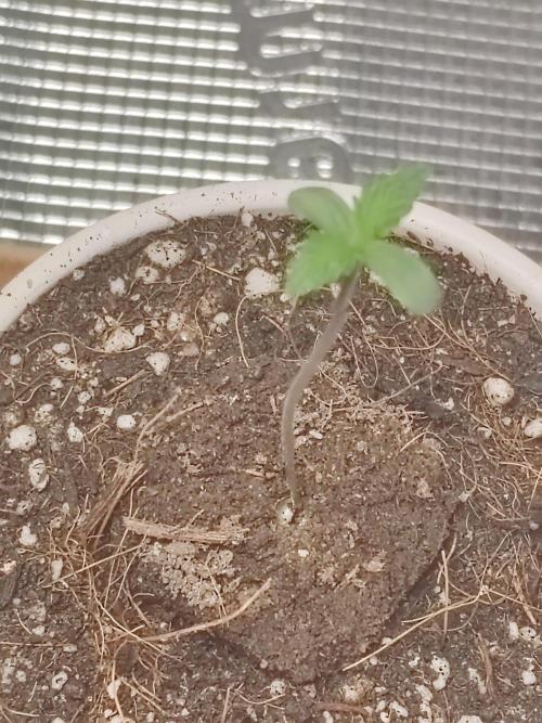 Cookies Gelato Feminized 🍪 🍦. Week 1