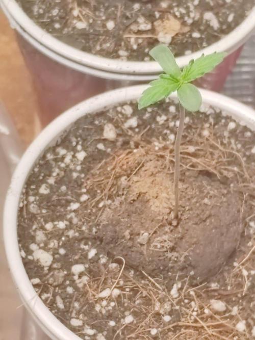 Cookies Gelato Feminized 🍪 🍦. Week 1