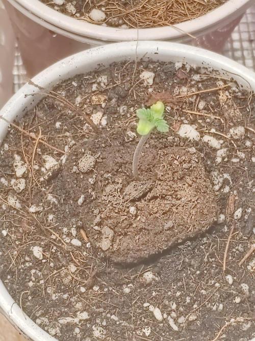 Cookies Gelato Feminized 🍪 🍦. Week 1