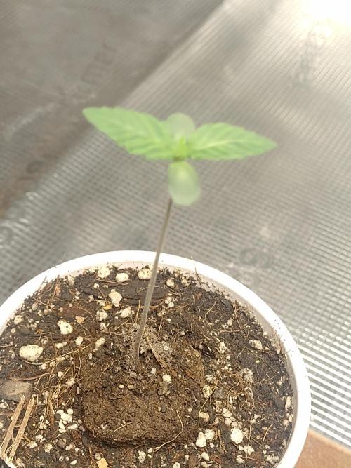 Cookies Gelato Feminized 🍪 🍦. Week 2