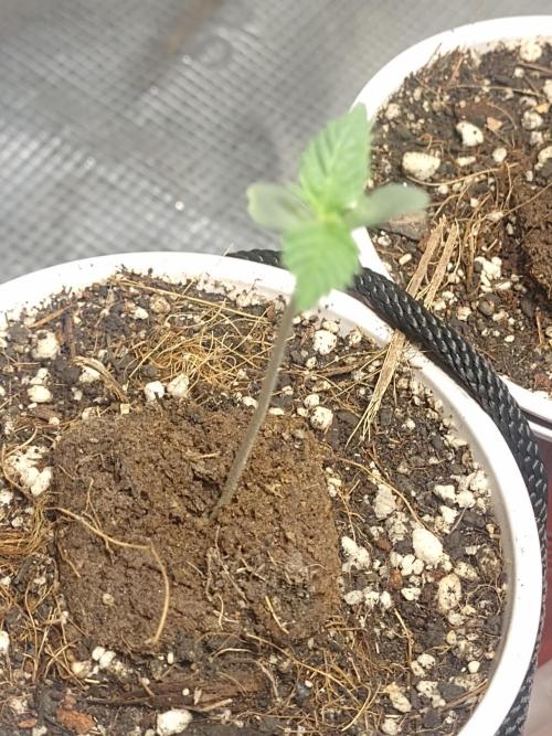 Cookies Gelato Feminized 🍪 🍦. Week 2