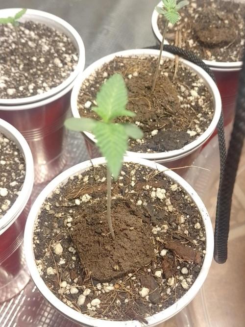 Cookies Gelato Feminized 🍪 🍦. Week 2