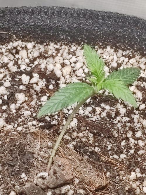 Royal Cookies 🍪 🤤. Week 2