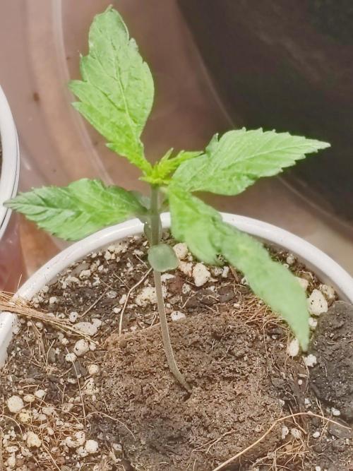 Special Kush #1. Week 3 - #3 is showing a lil bit of morphology on the leaves, will they stay like that?!?