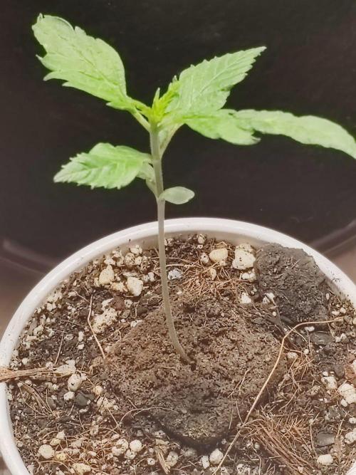 Special Kush #1. Week 3 - #3 