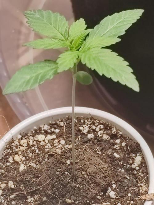 Special Kush #1. Week 3 - #2