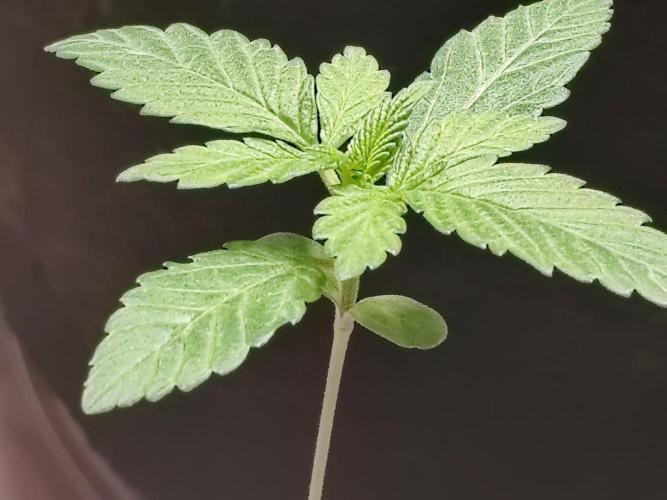 Special Kush #1. Week 3 - #1