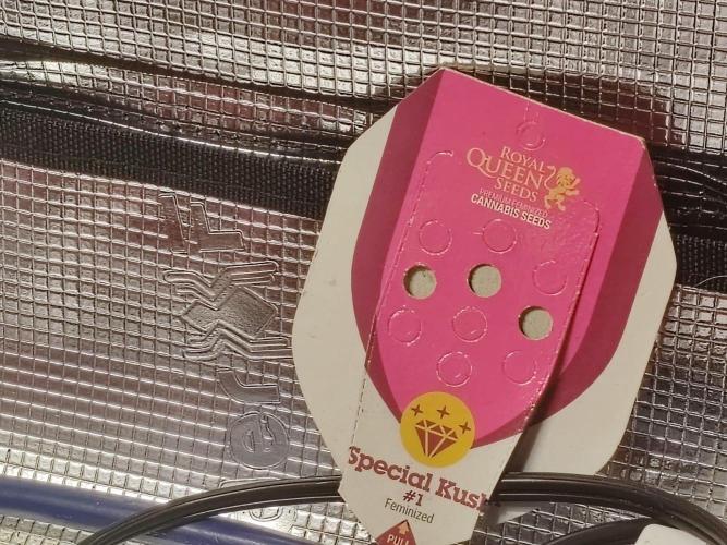 Special Kush #1. Week 3