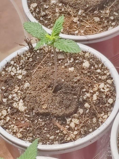 Cookies Gelato Feminized 🍪 🍦. Week 3