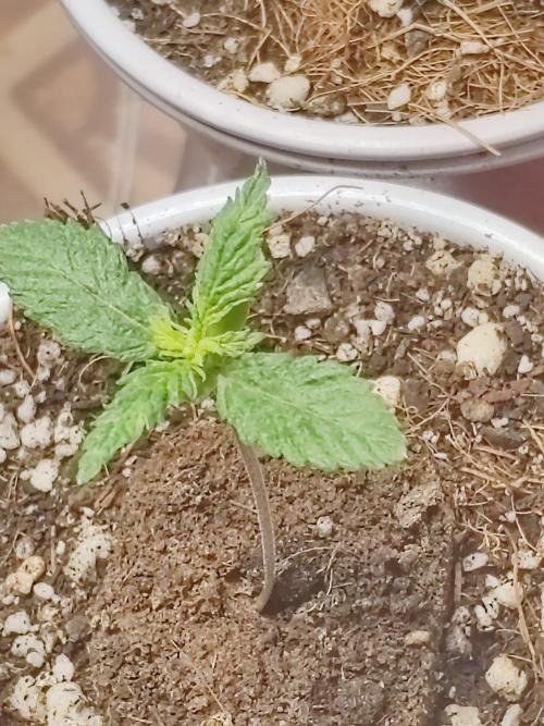 Cookies Gelato Feminized 🍪 🍦. Week 3