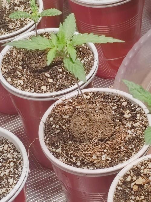 Cookies Gelato Feminized 🍪 🍦. Week 3