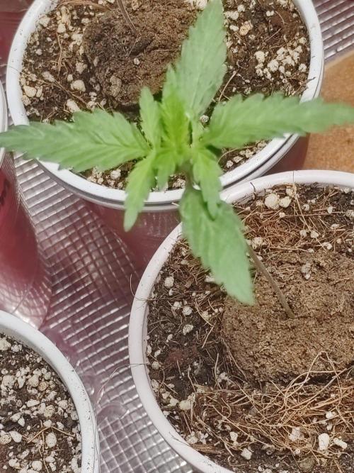 Cookies Gelato Feminized 🍪 🍦. Week 3