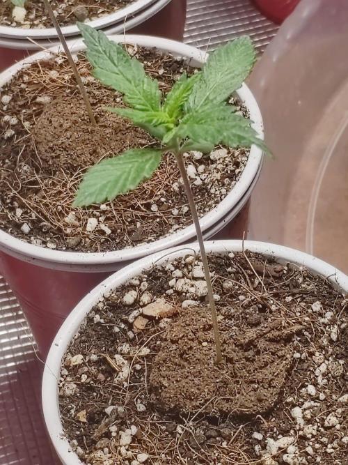 Cookies Gelato Feminized 🍪 🍦. Week 3