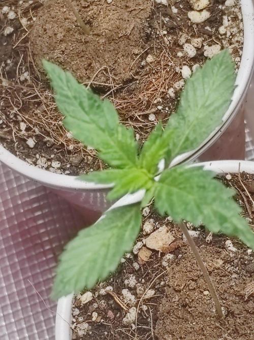 Cookies Gelato Feminized 🍪 🍦. Week 3